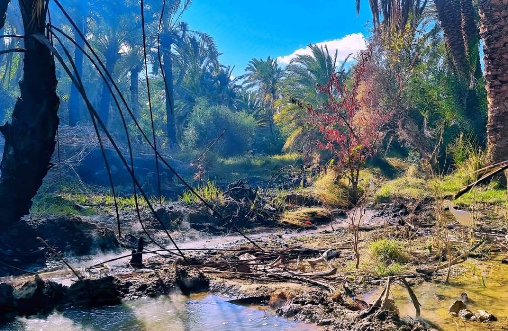 Local Tour In Baharya Oasis