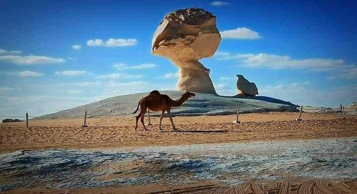 Chicken And Mushroom Formation In White Desert
