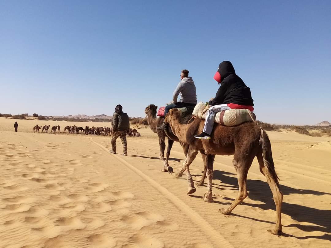 White Desert Camel Tours